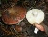 1_russula_maculata_1_t1.jpg