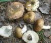 1_russula_maculata_2_t1.jpg