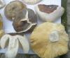 1_russula_mustelina_sp_1b_t1.jpg