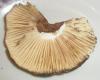 1_russula_nigricans_1a_t1.jpg