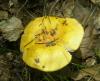 1_russula_ochroleuca_1_t1.jpg