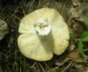 1_russula_ochroleuca_1a_t1.jpg