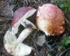 1_russula_paludosa_t1.jpg