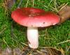 1_russula_sanguinea_t1.jpg