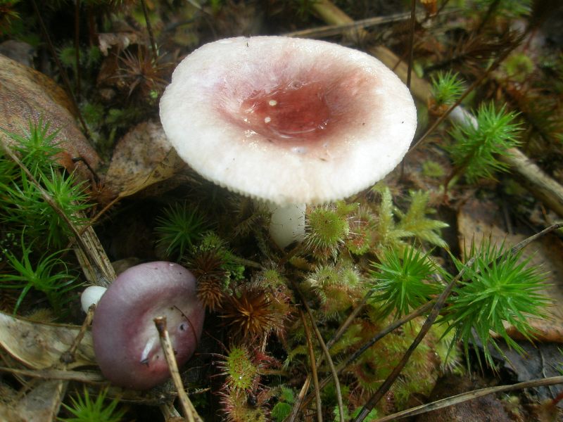 1_russula_sp.jpg