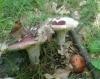 1_russula_sp_1_t1.jpg