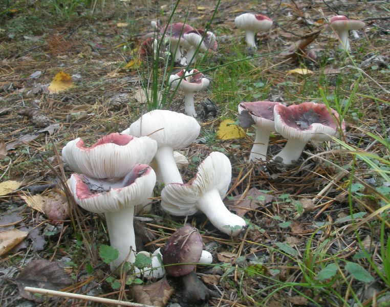 1_russula_sp_3.jpg