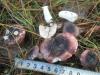 1_russula_sp_3a_t1_1.jpg