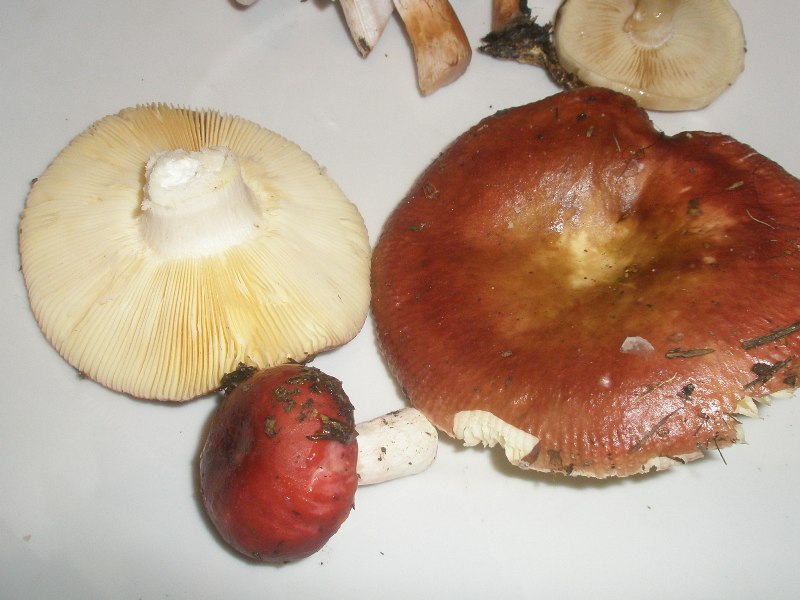 1_russula_sp_4.jpg