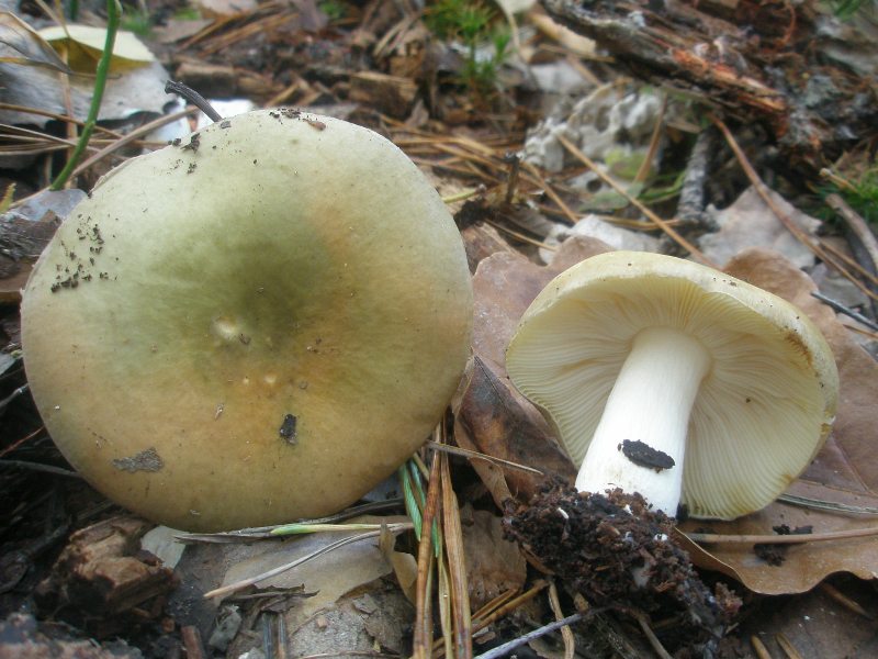 1_russula_sp_5c.jpg