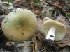 1_russula_sp_5c_t1.jpg