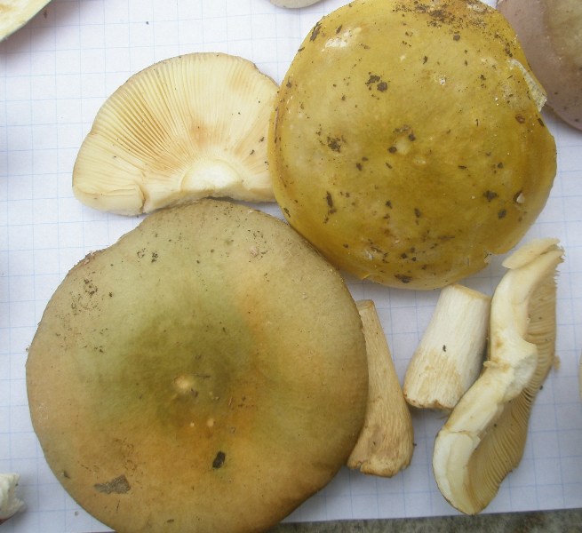 1_russula_sp_5caa.jpg