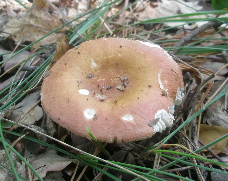 1_russula_sp_6.jpg