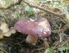 1_russula_sp_6_t1_1.jpg
