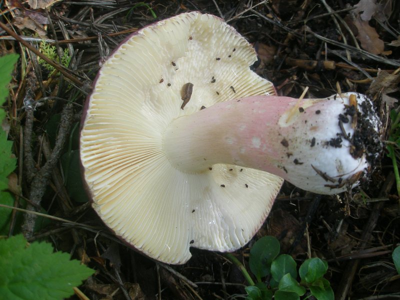 1_russula_sp_6a_1.jpg