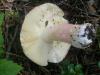1_russula_sp_6a_t1_1.jpg