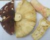 1_russula_sp_6b_t1.jpg