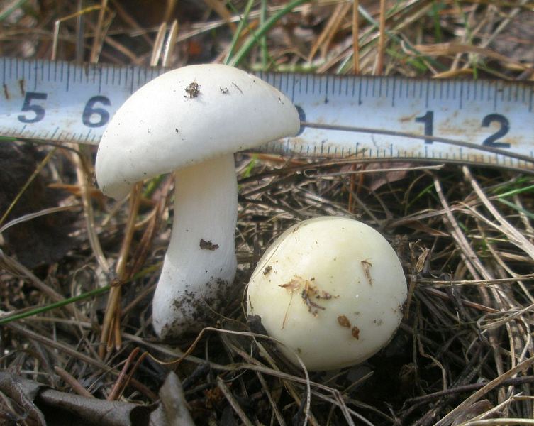 1_russula_sp_7a.jpg