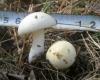 1_russula_sp_7a_t1.jpg