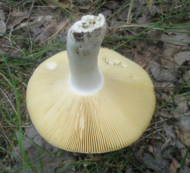 1_russula_sp_8a.jpg