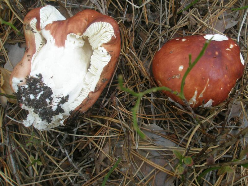1_russula_sp_8a_1.jpg