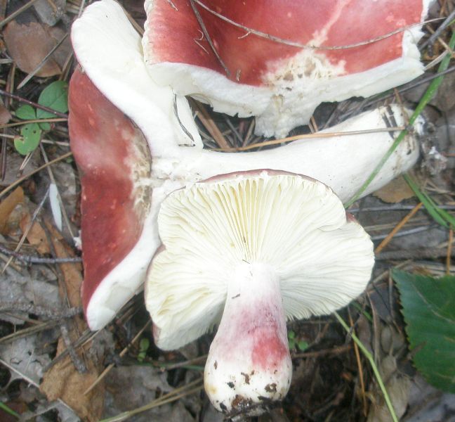 1_russula_sp_amara_1a.jpg