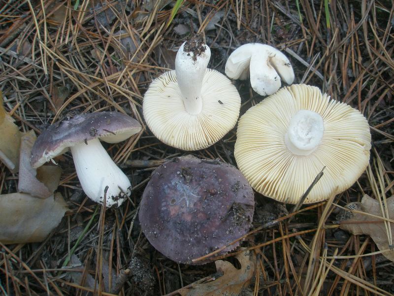 1_russula_sp_norvegica.jpg