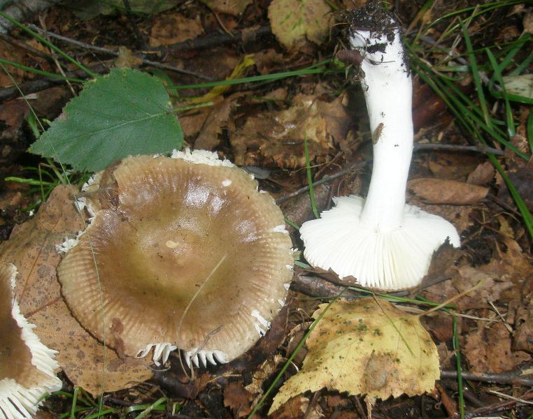 1_russula_sp_puellaris.jpg