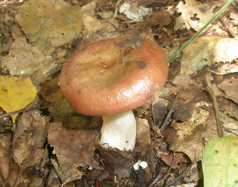 1_russula_sp_puellaris_1.jpg