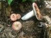 1_russula_vesca_t1.jpg