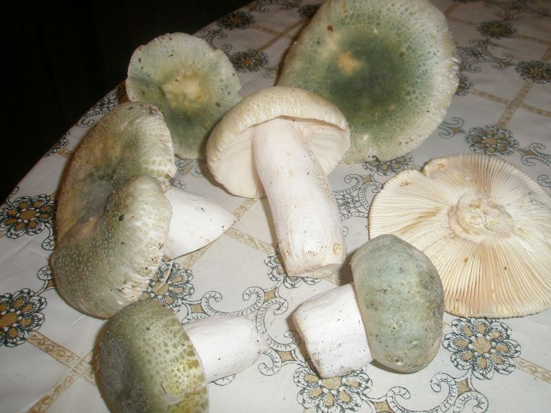 1_russula_virescens.jpg