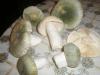 1_russula_virescens_t1.jpg