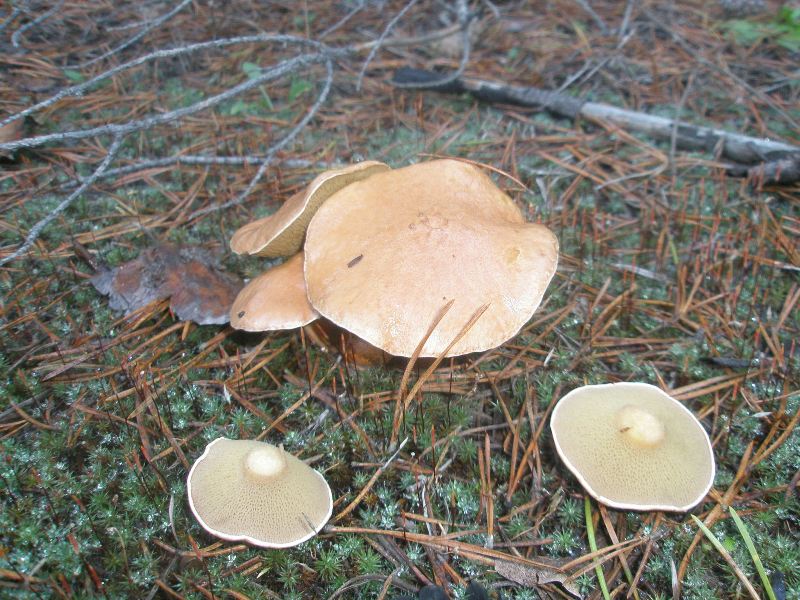 1_suillus_bovinus.jpg