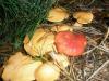1_suillus_bovinus_2_gomphydius_roseus_t1.jpg