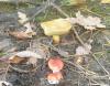 1_suillus_bovinus_3_gomphydius_roseus_t1.jpg