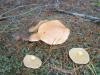 1_suillus_bovinus_t1.jpg