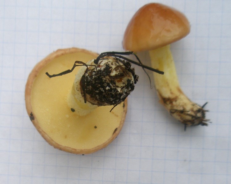 1_suillus_granulatus.jpg
