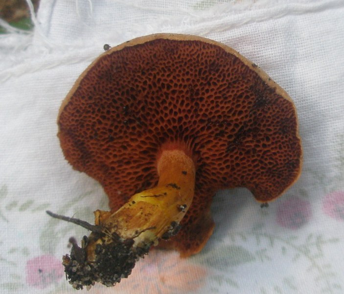 1_suillus_piperatus.jpg
