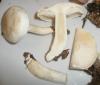 1_tricholoma_alba_1_t1.jpg