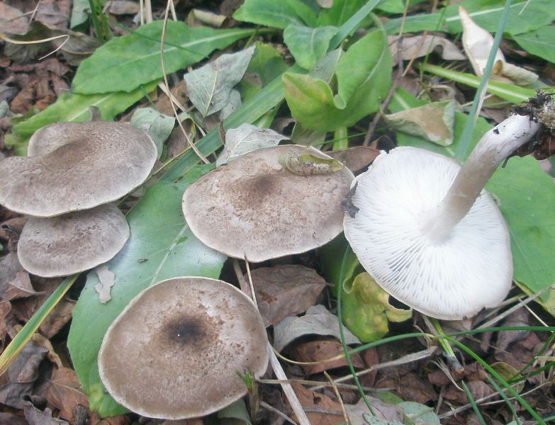 1_tricholoma_argiraceum_1_scalpturatum.jpg