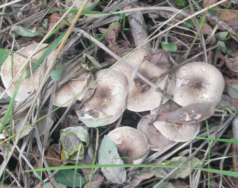 1_tricholoma_argiraceum_1a_scalpturatum.jpg