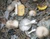 1_tricholoma_cingulatum_1_t1.jpg