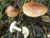 1_tricholoma_flavobrunnea_1_t1.jpg