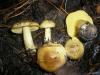 1_tricholoma_flavovirens_1_t1.jpg