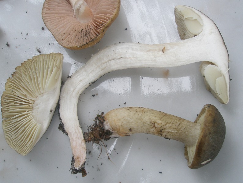 1_tricholoma_saponaceum_1.jpg