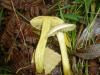 1_tricholoma_sulphureum_1_t1.jpg