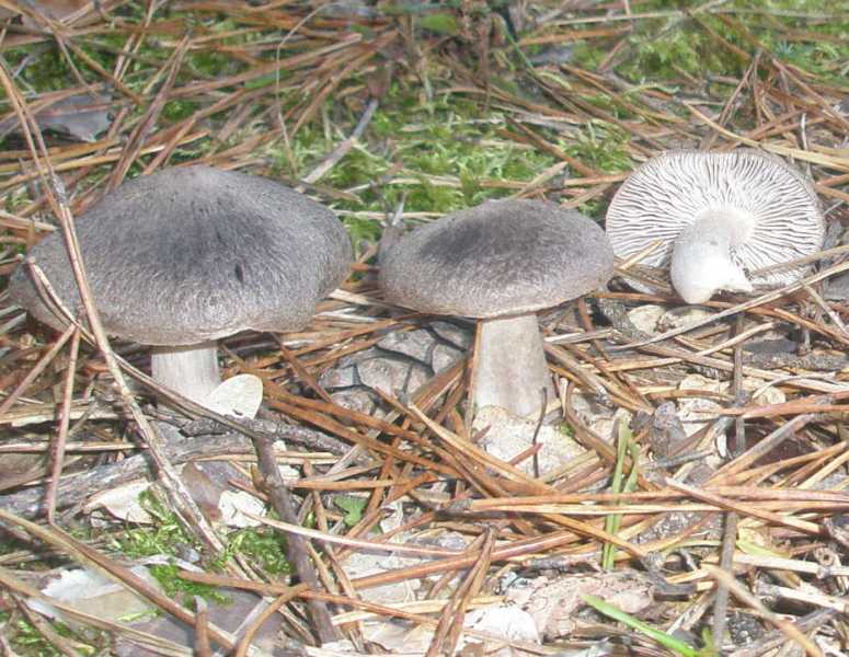 1_tricholoma_terreum_1a.jpg