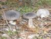 1_tricholoma_terreum_1a_t1.jpg