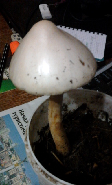 27volvariella_gloiocephala_2.jpg