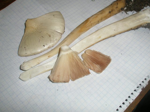 28volvariella_gloiocephala_7.jpg